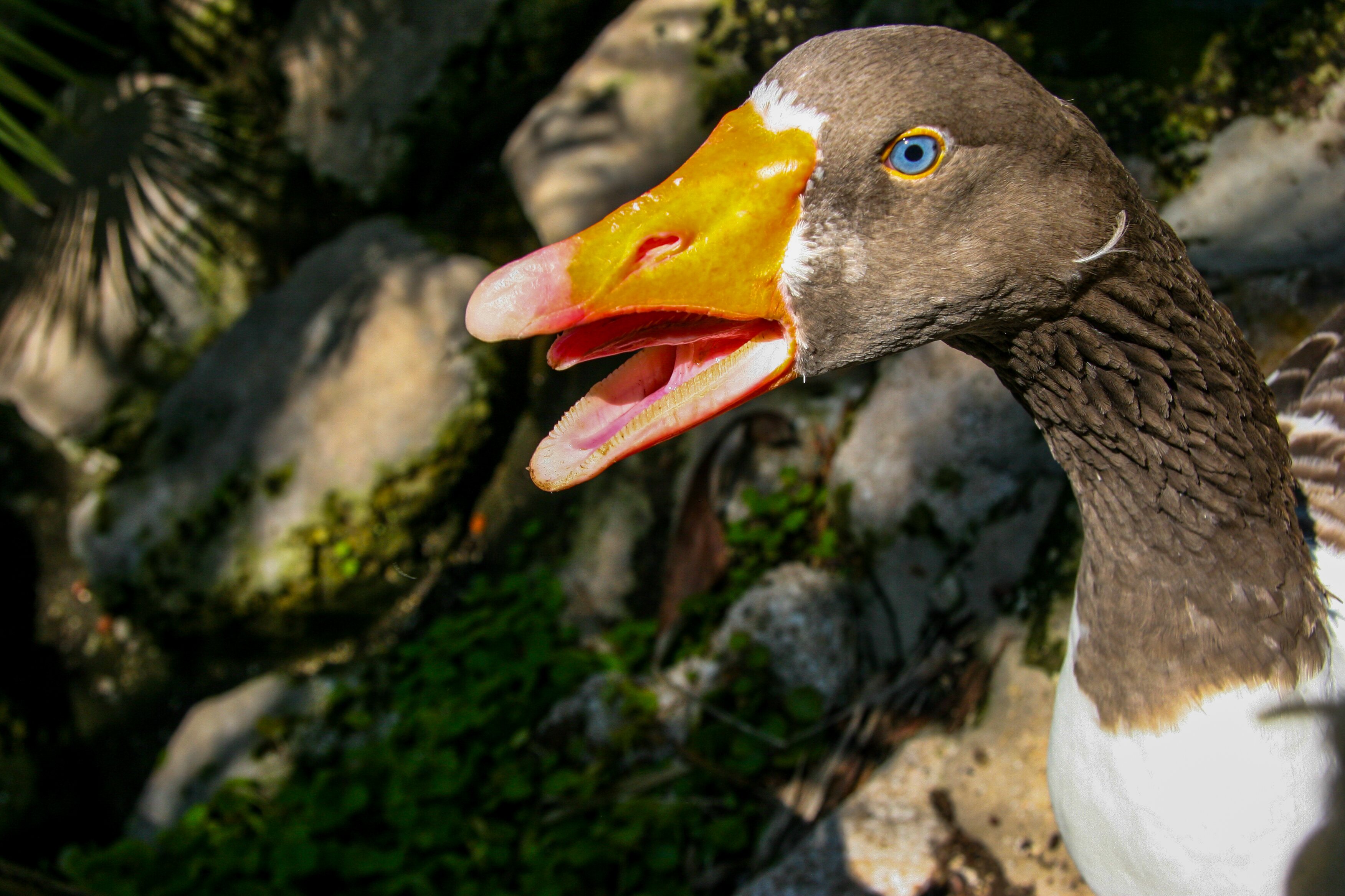 A goose with a bright orange beak and vivid blue eyes is captured mid-call, surrounded by lush greenery. Park Yarkon, Israel