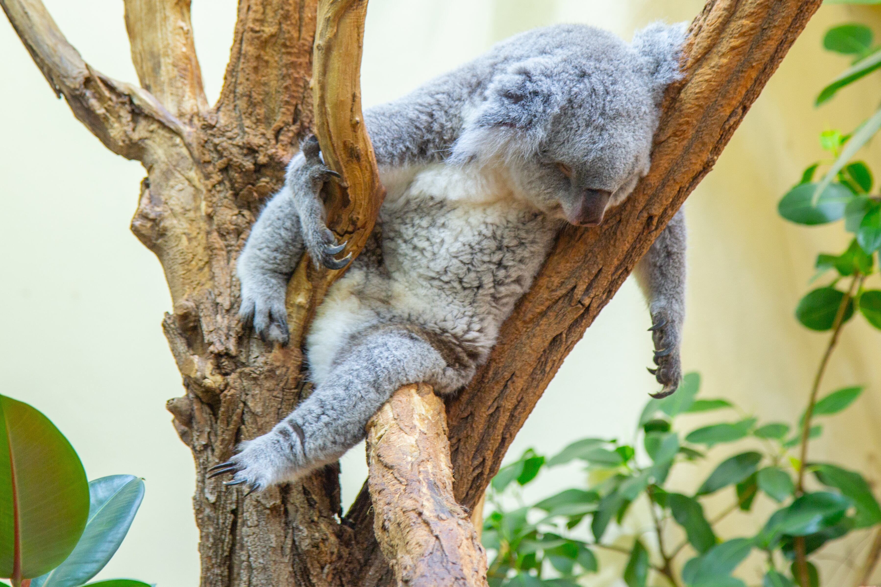 A fluffy koala is seen fast asleep, lazily draped over a tree branch in a relaxed position at the Vienna Zoo. Vienna Zoo, Austria