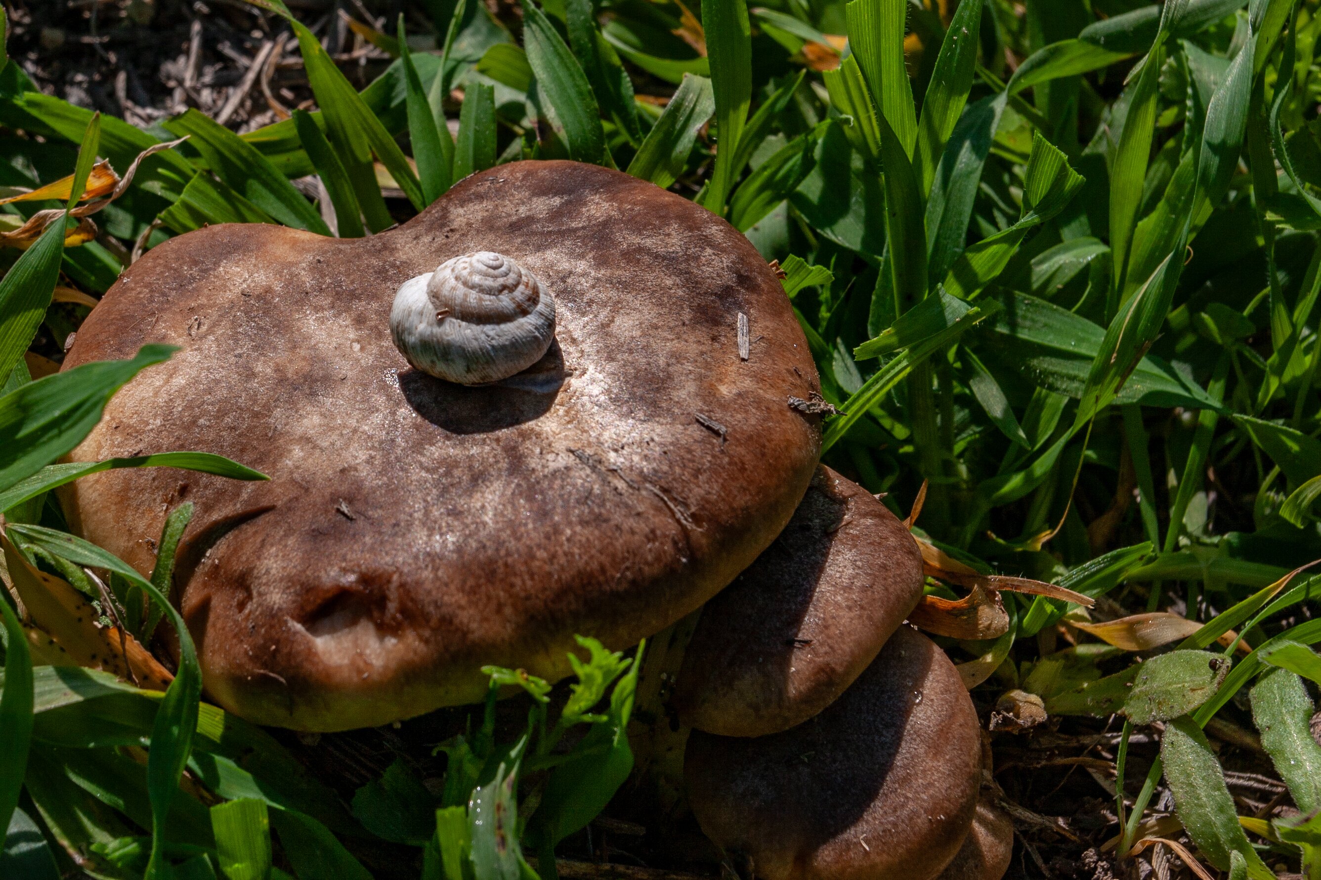 A small empty shell resting on a large brown mushroom, surrounded by green grass in a natural environment. Beit Guvrin, Israel