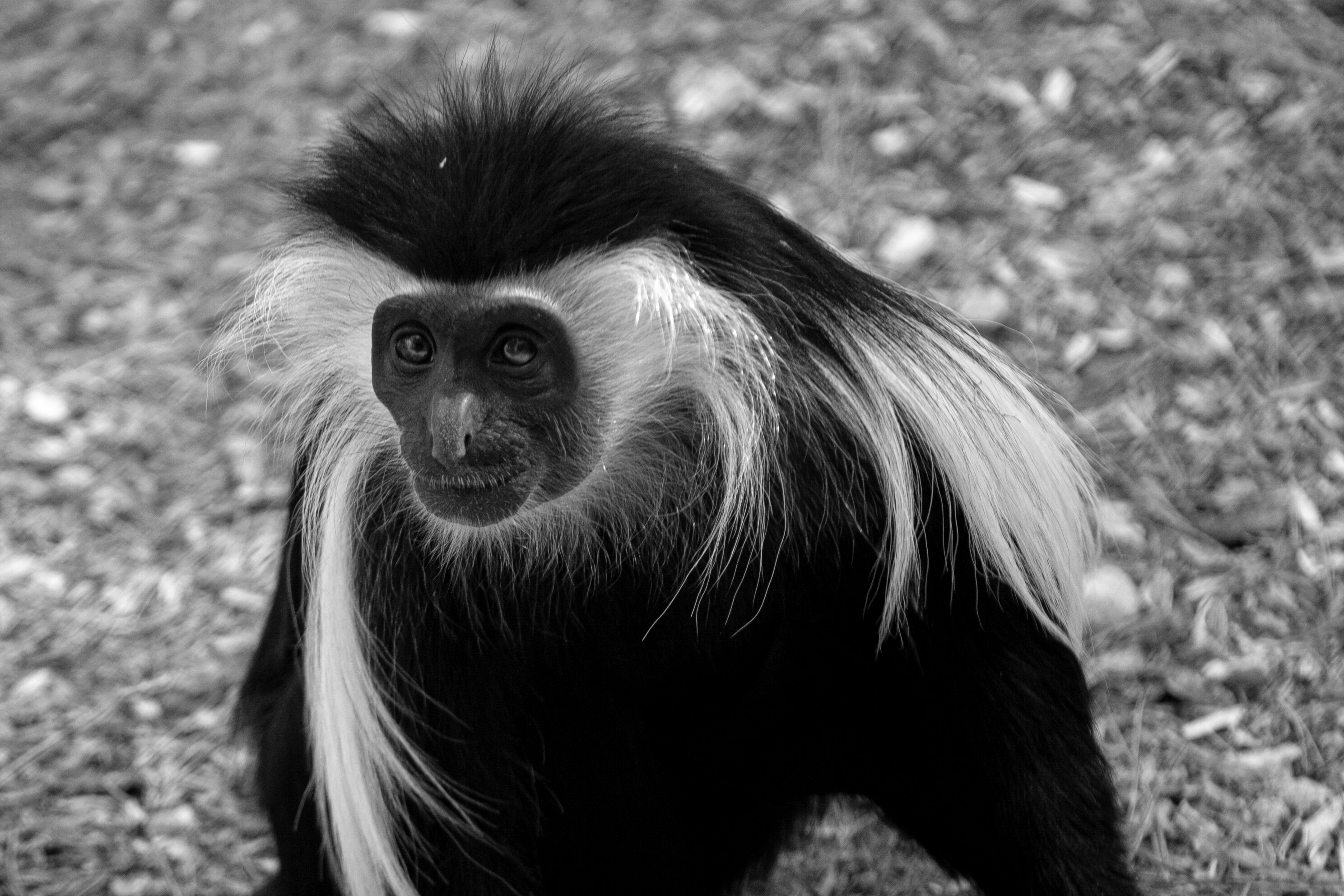 A black-and-white close-up of a Colobus monkey with distinctive white fur on its face and shoulders. Monkey Park, Israel