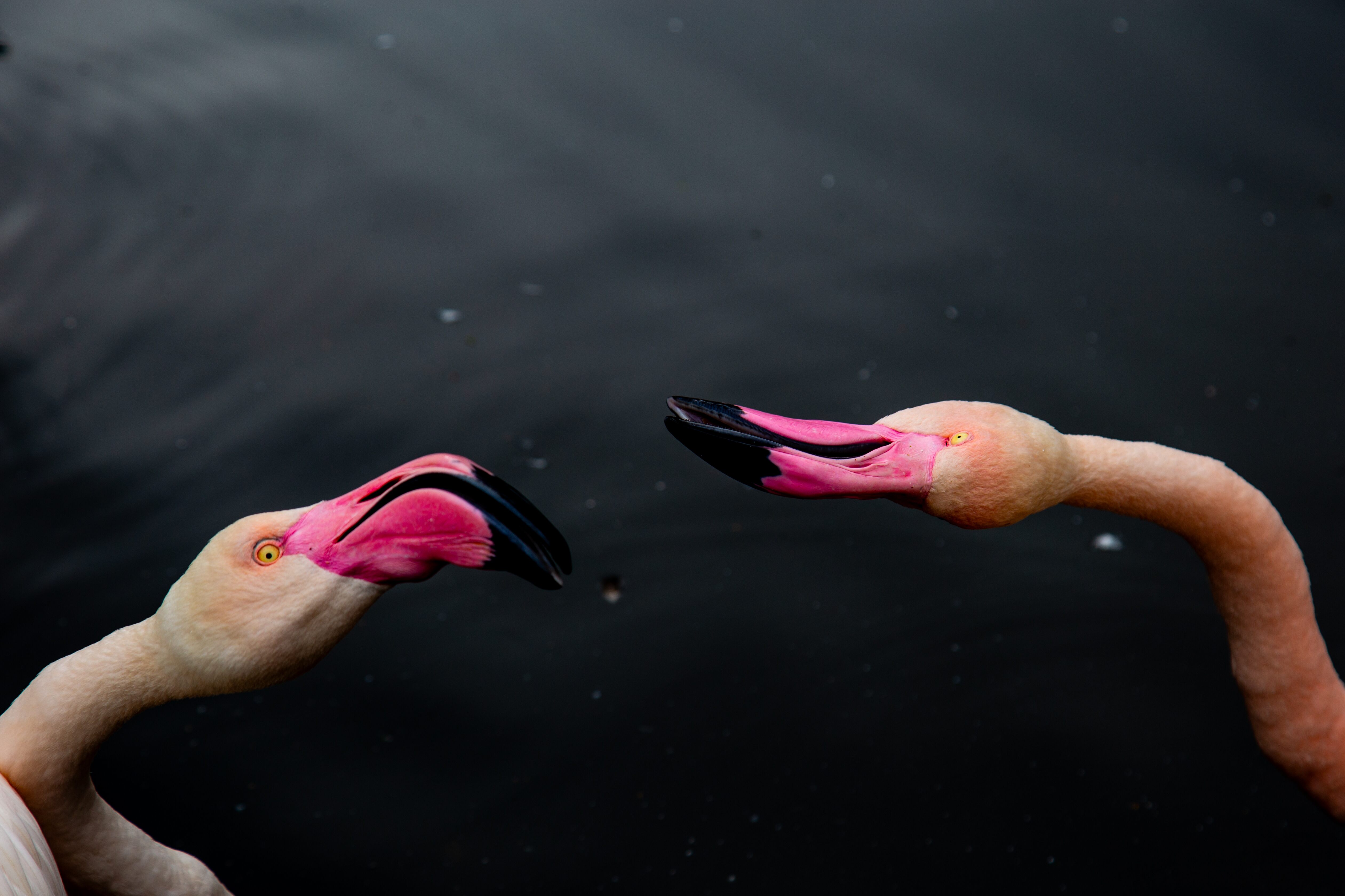 Two flamingos with vibrant pink beaks engage in a playful interaction, their bright colors standing out against the dark water. Vienna Zoo, Austria