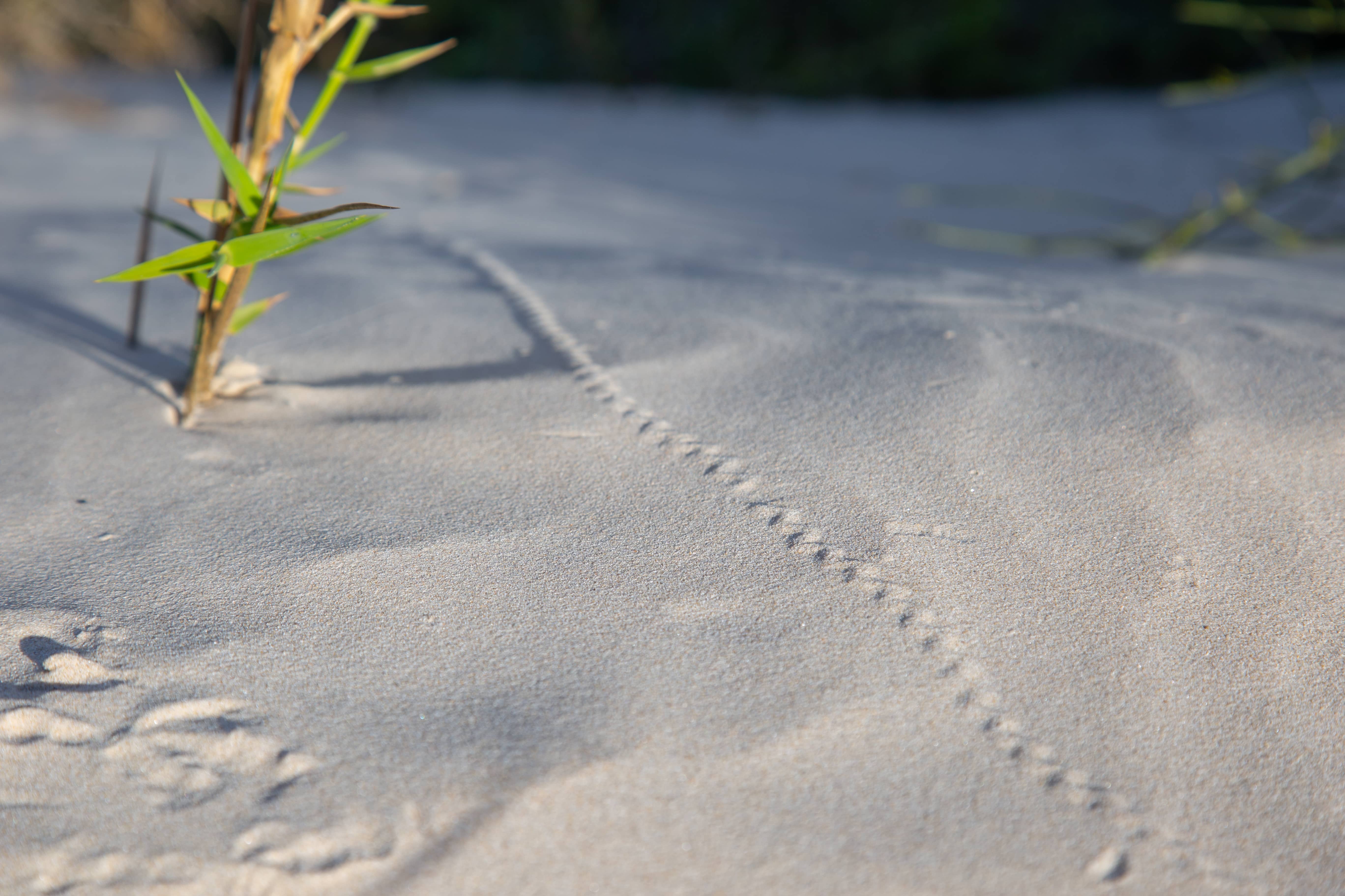 Tiny footprints in the sand suggest a creature’s secret journey, creating a peaceful, minimalist scene through light and shadow play. Poleg River Reserve, Israel