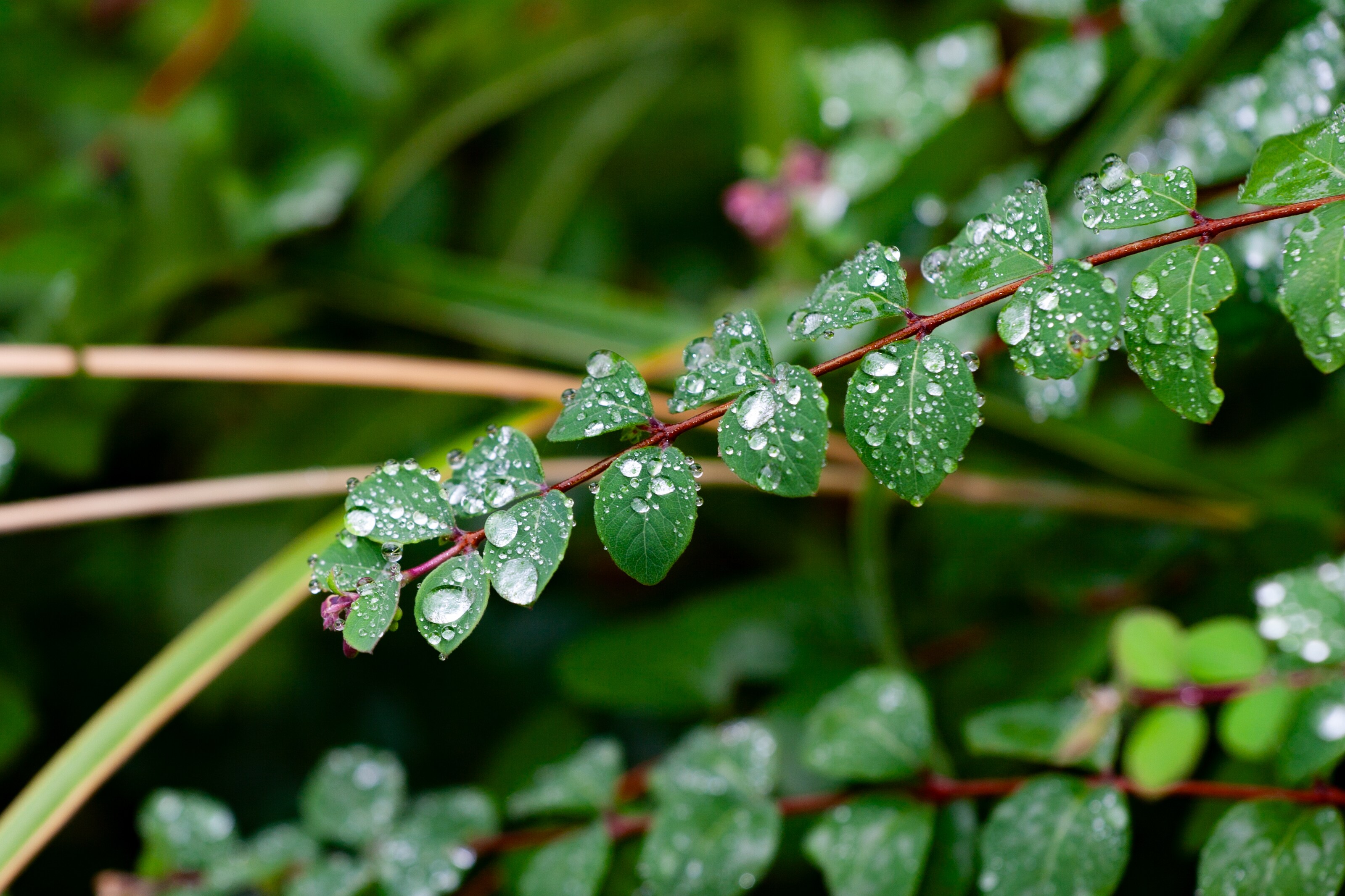 Close-up of fresh green leaves with raindrops clinging to them, set against a lush natural background. Duisburg, Germany