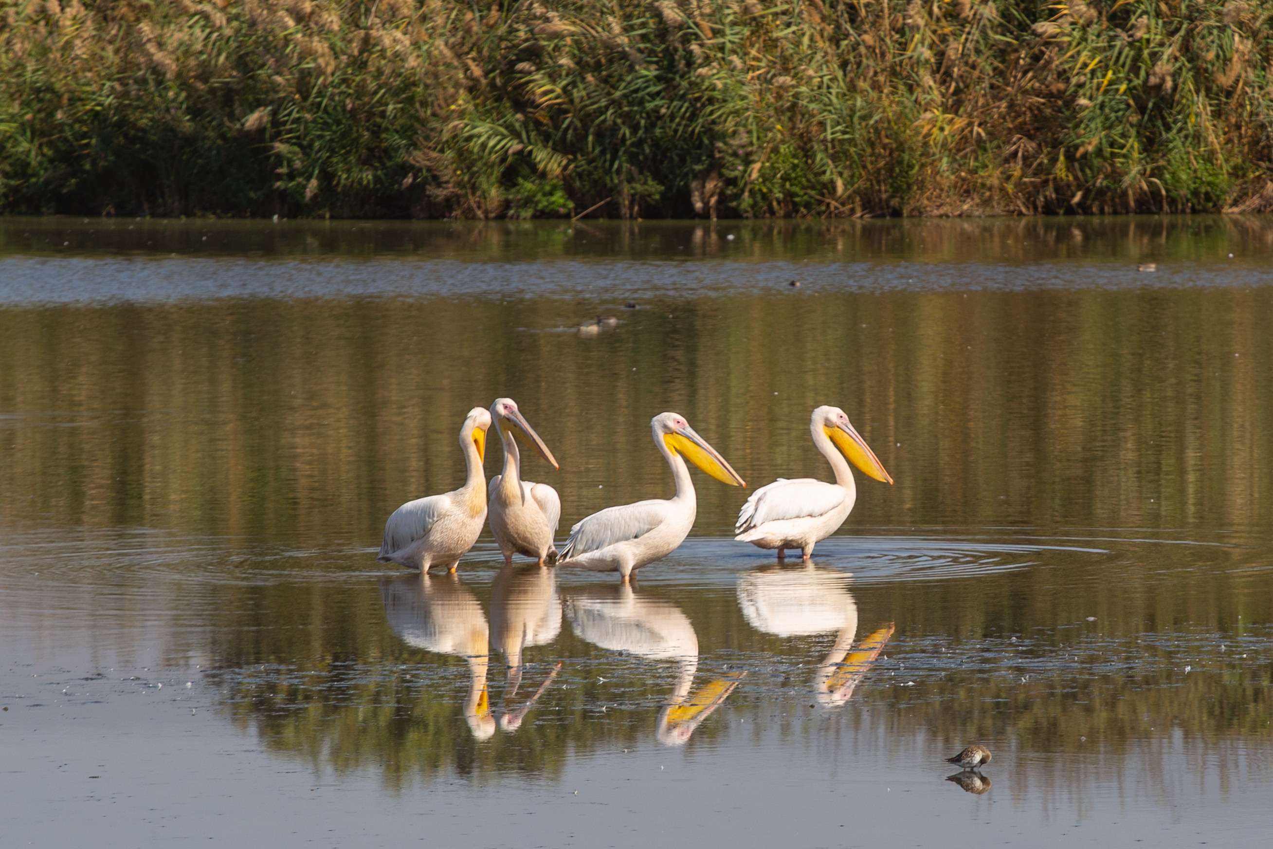 Four pelicans stand gracefully in the shallow waters of Hula Lake, their reflections perfectly mirrored in the still lake. Hula Lake, Israel