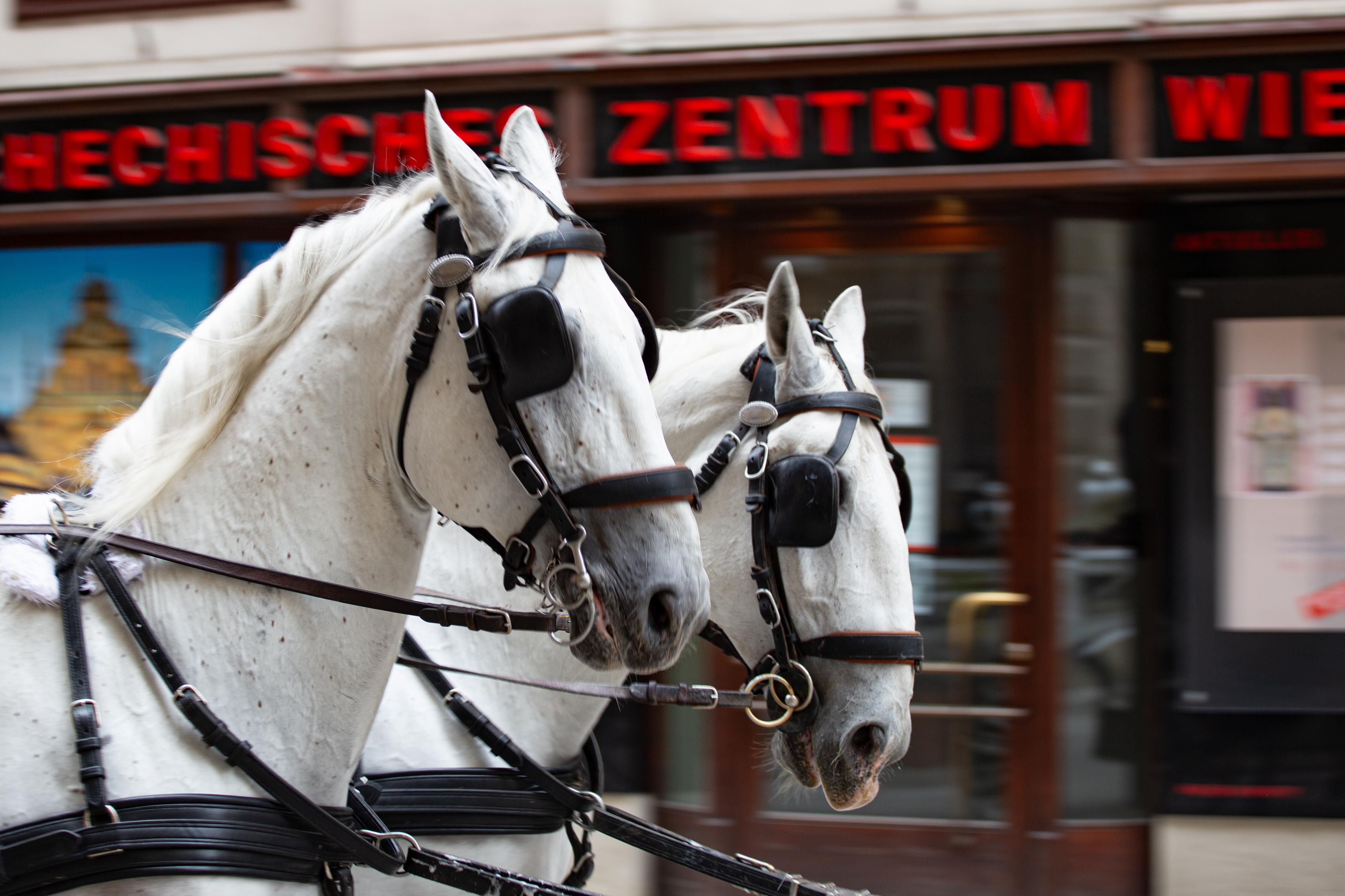 A pair of white horses in harness, pulling a carriage through the streets of Vienna. Vienna, Austria