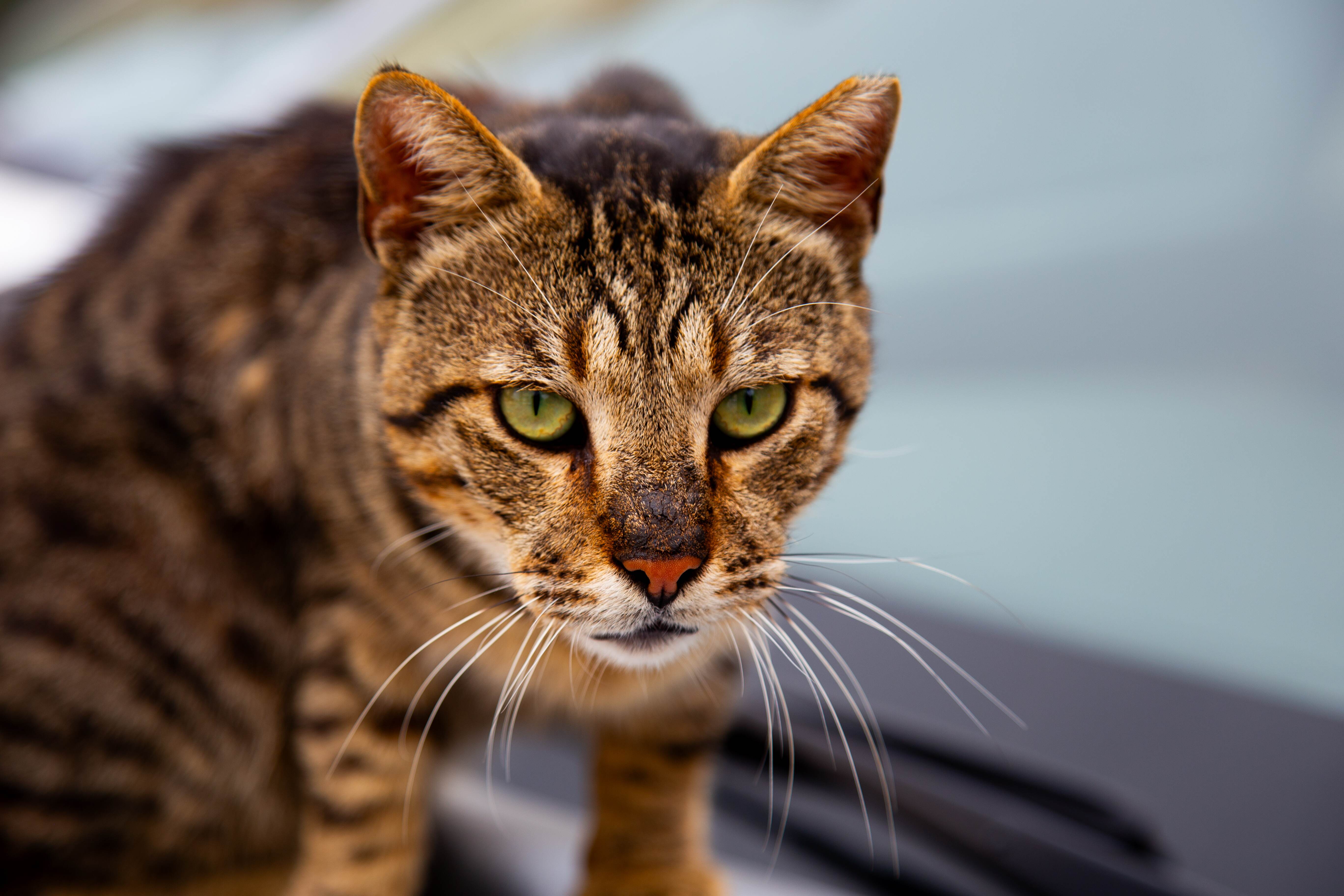 A curious tabby cat with striking green eyes stares intently into the camera, showcasing its detailed facial markings. Haifa, Israel