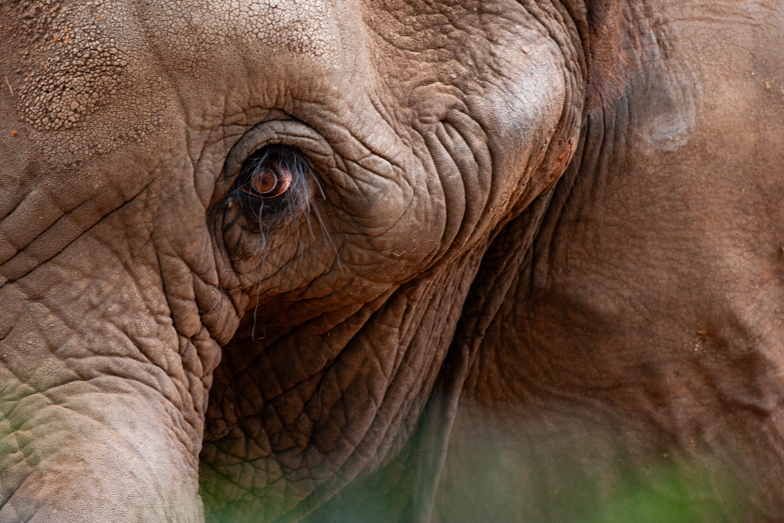 A close-up shot of an elephant’s eye, emphasizing its long lashes and rough, wrinkled skin in great detail. Safari Ramat Gan, Israel