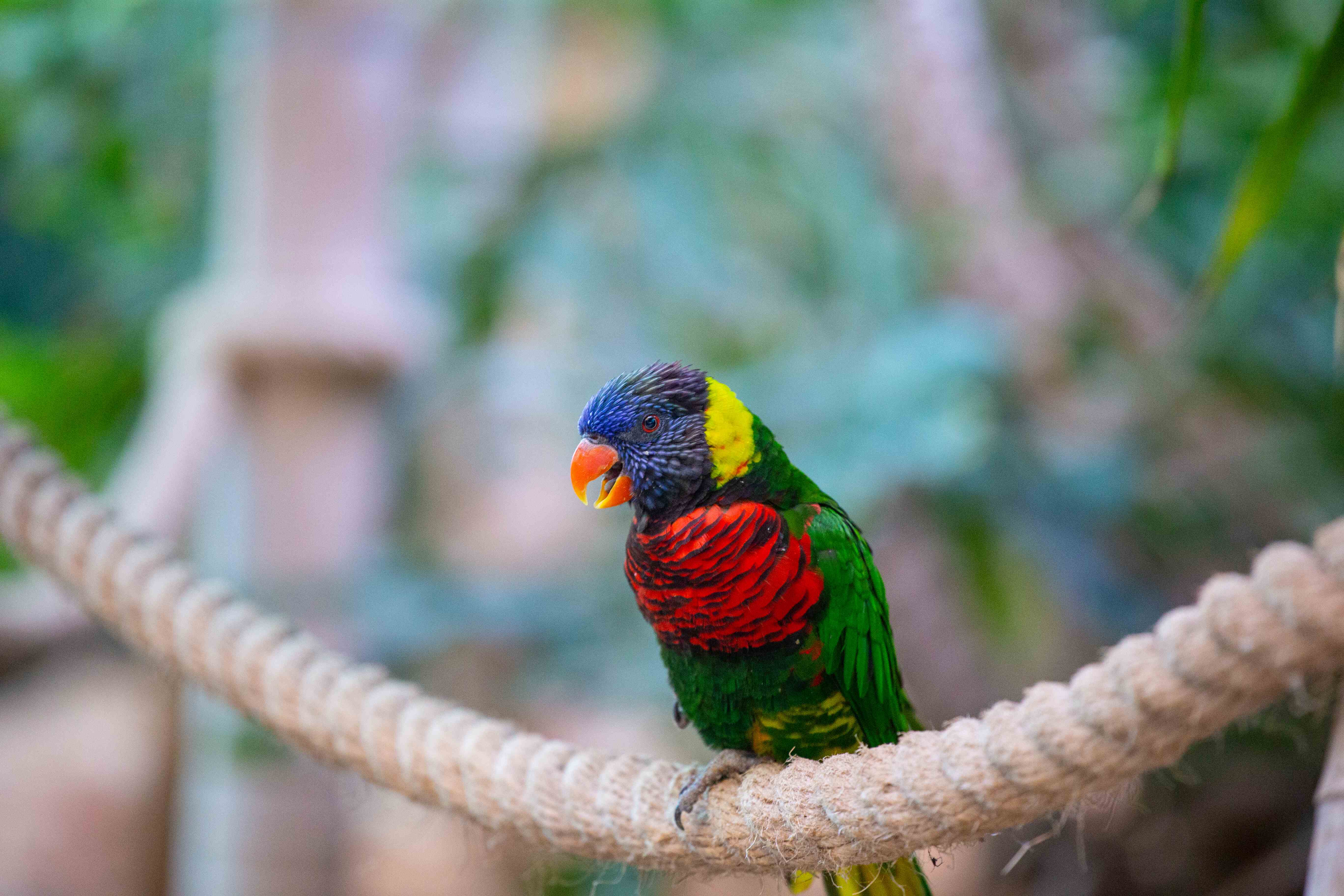 A vividly colored lorikeet with a mix of red, green, and blue feathers rests on a rope. Bible Zoo, Jerusalem