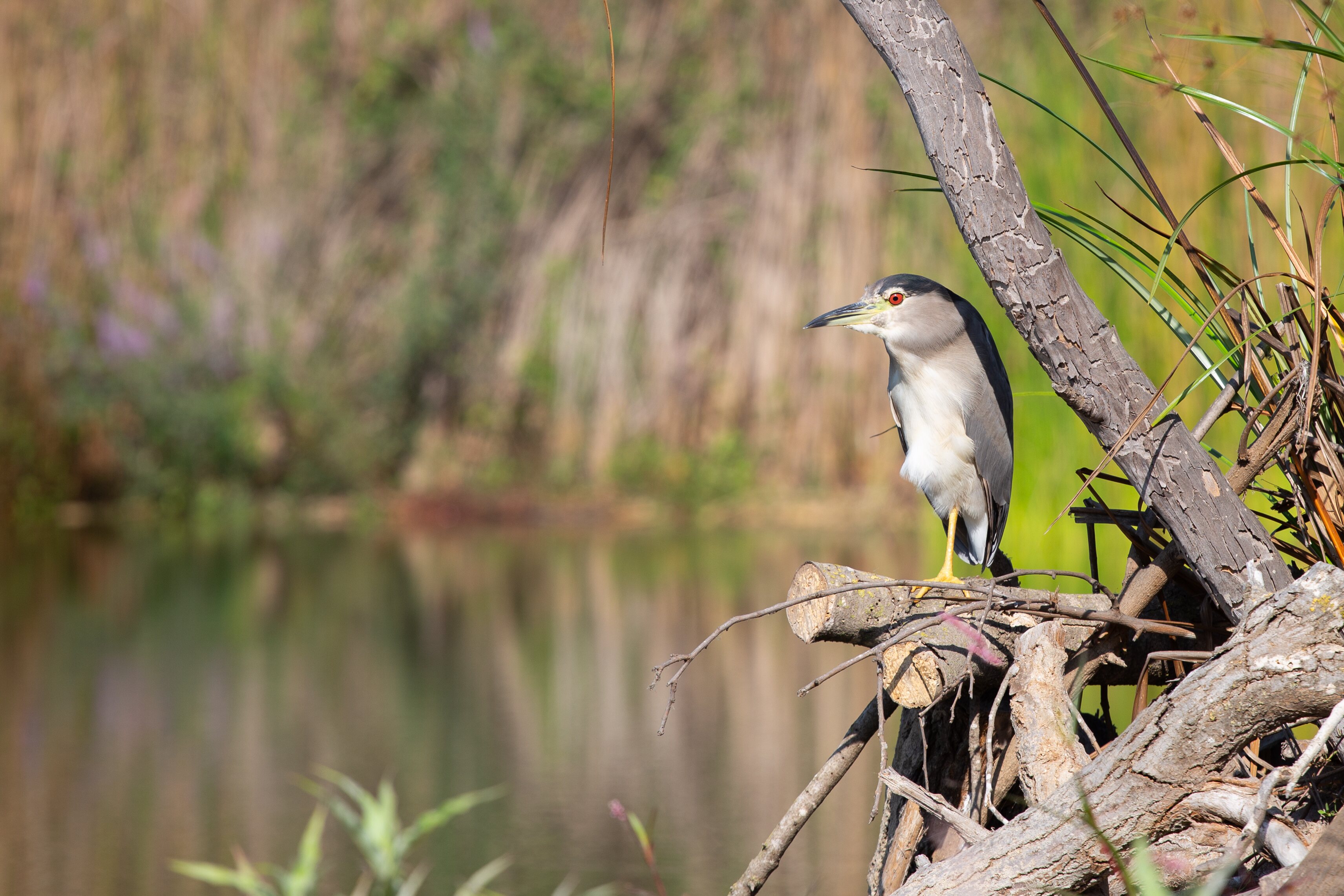 A solitary heron stands on a pile of branches near the water, blending into the tranquil, lush surroundings. Rosh Tzipor Birdwatching Centre, Israel