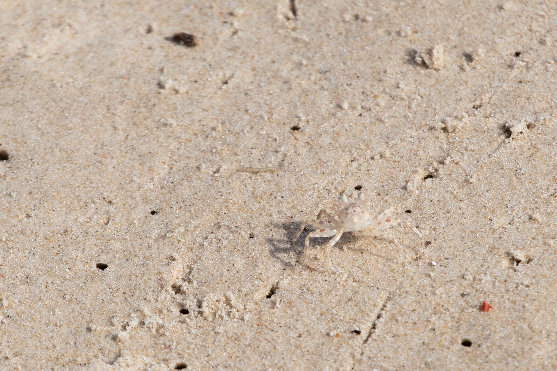 A small, almost translucent crab scurries across the sandy surface, blending into the beige surroundings. Sharon Beach Reservation, Israel