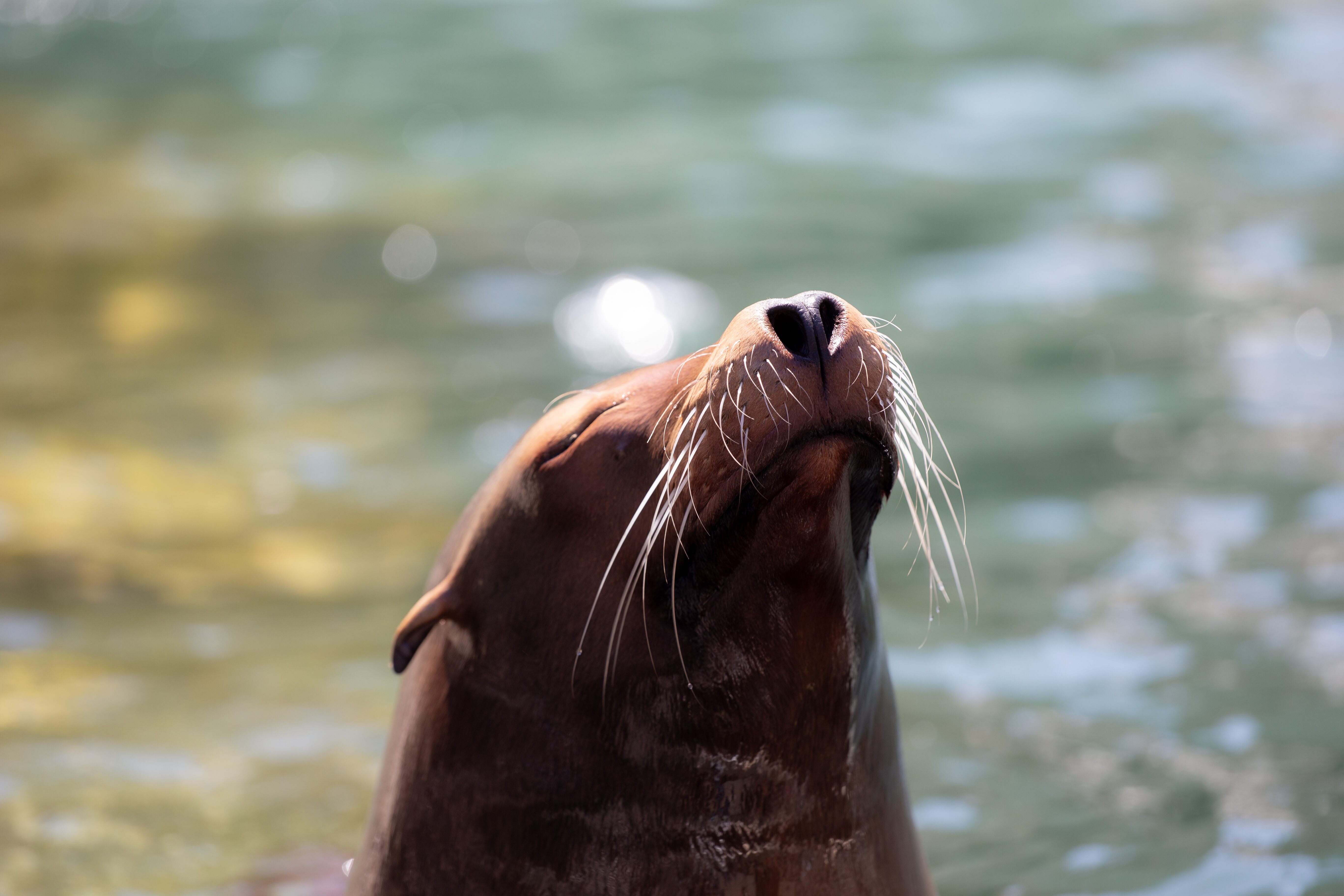 Close-up of a sea lion with its head tilted upwards, basking in the sunlight, with water in the background. NY Central Park Zoo, USA