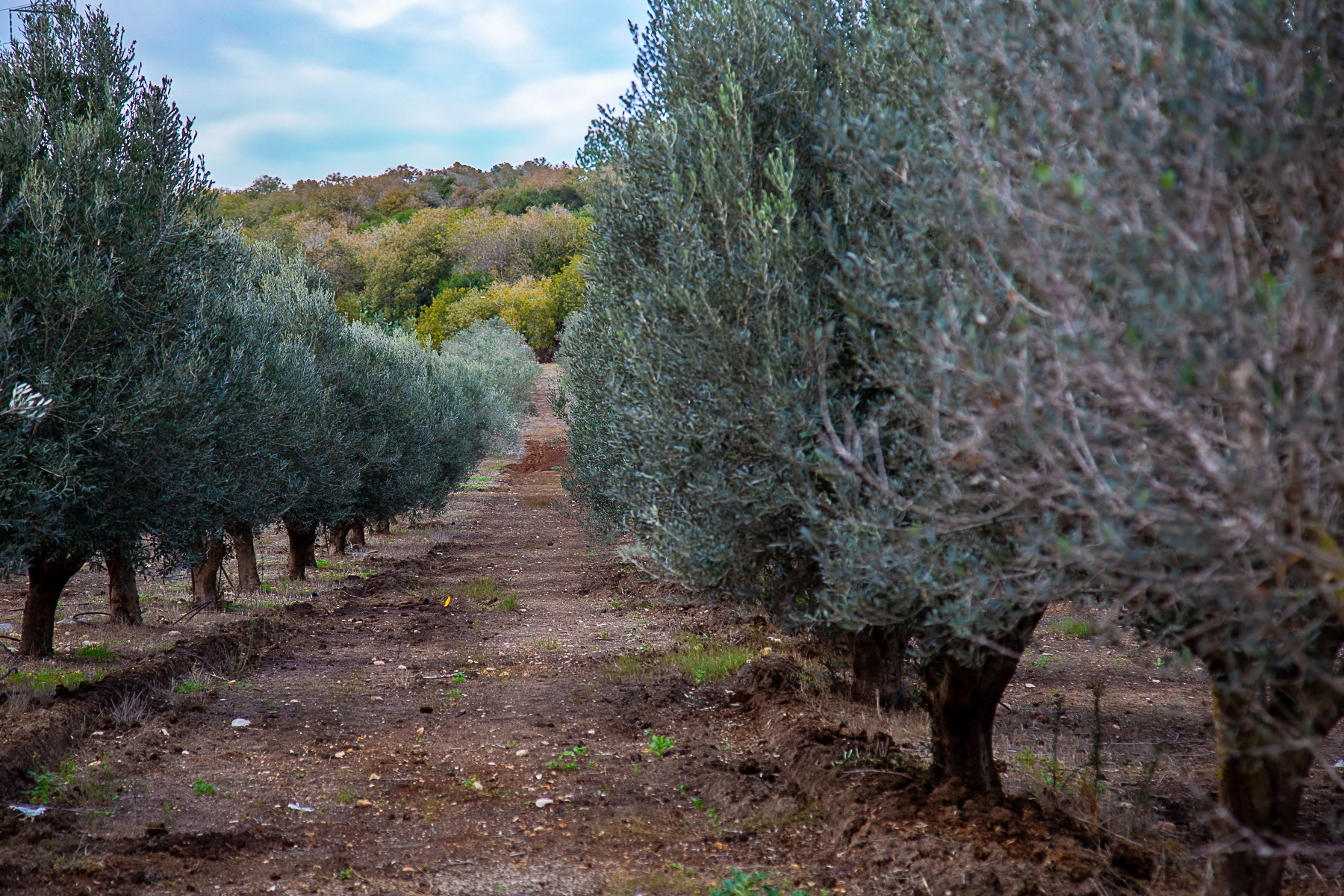 A neat row of olive trees stretches into the distance with a dirt path dividing them, framed by green hills under a soft cloudy sky. Northern Israel