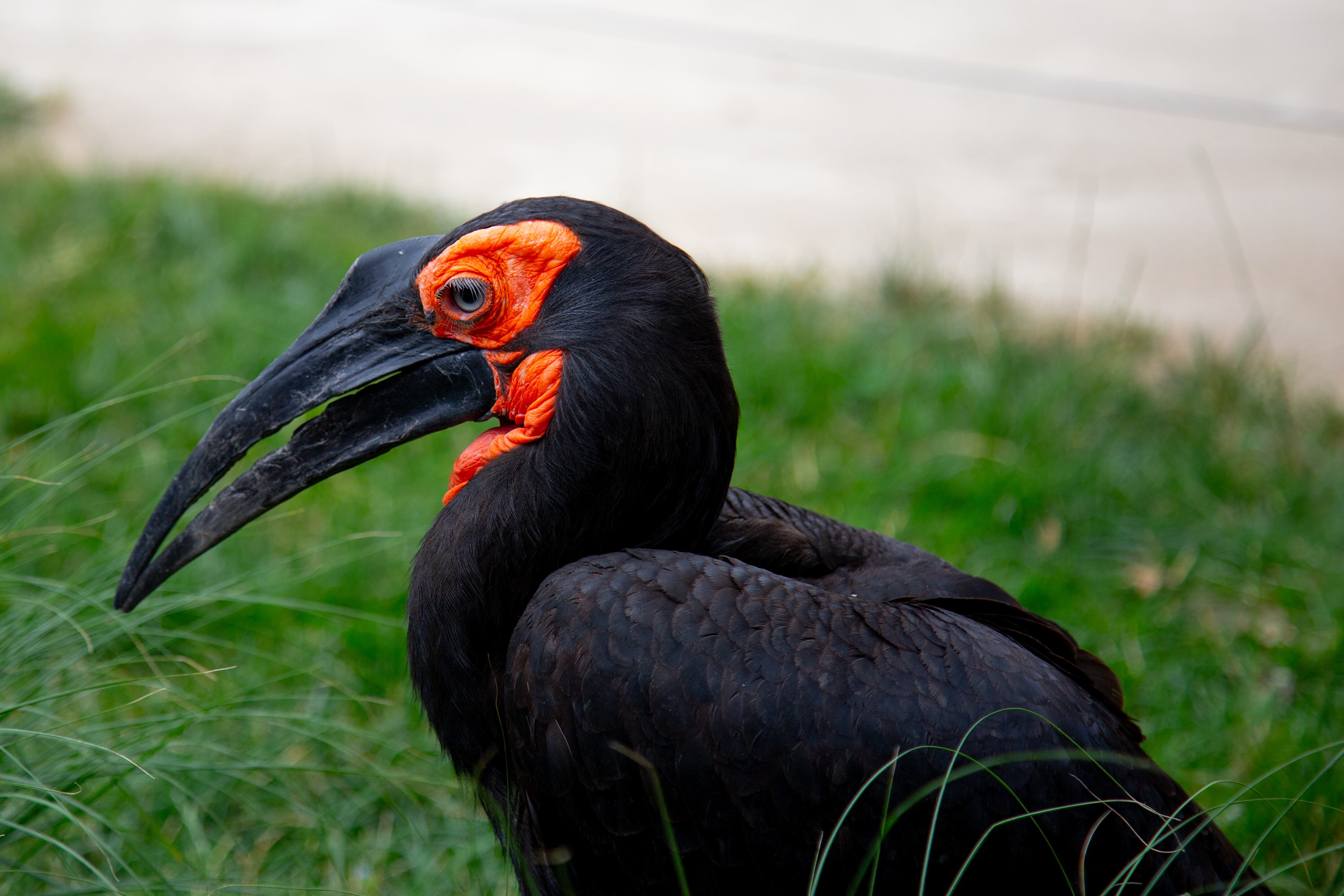 Southern Ground Hornbill with bold orange and black features, its powerful beak standing out against the grassy environment. Vienna Zoo, Austria 