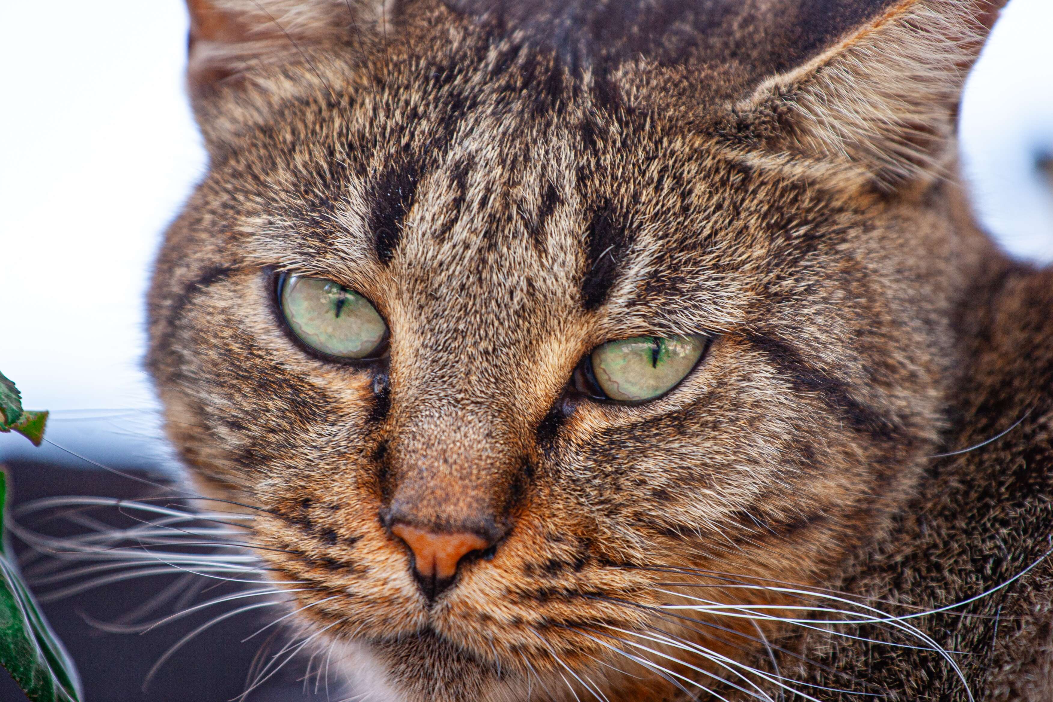 A striking close-up of a tabby cat's face, showcasing its sharp green eyes and detailed fur patterns. Zichron, Israel