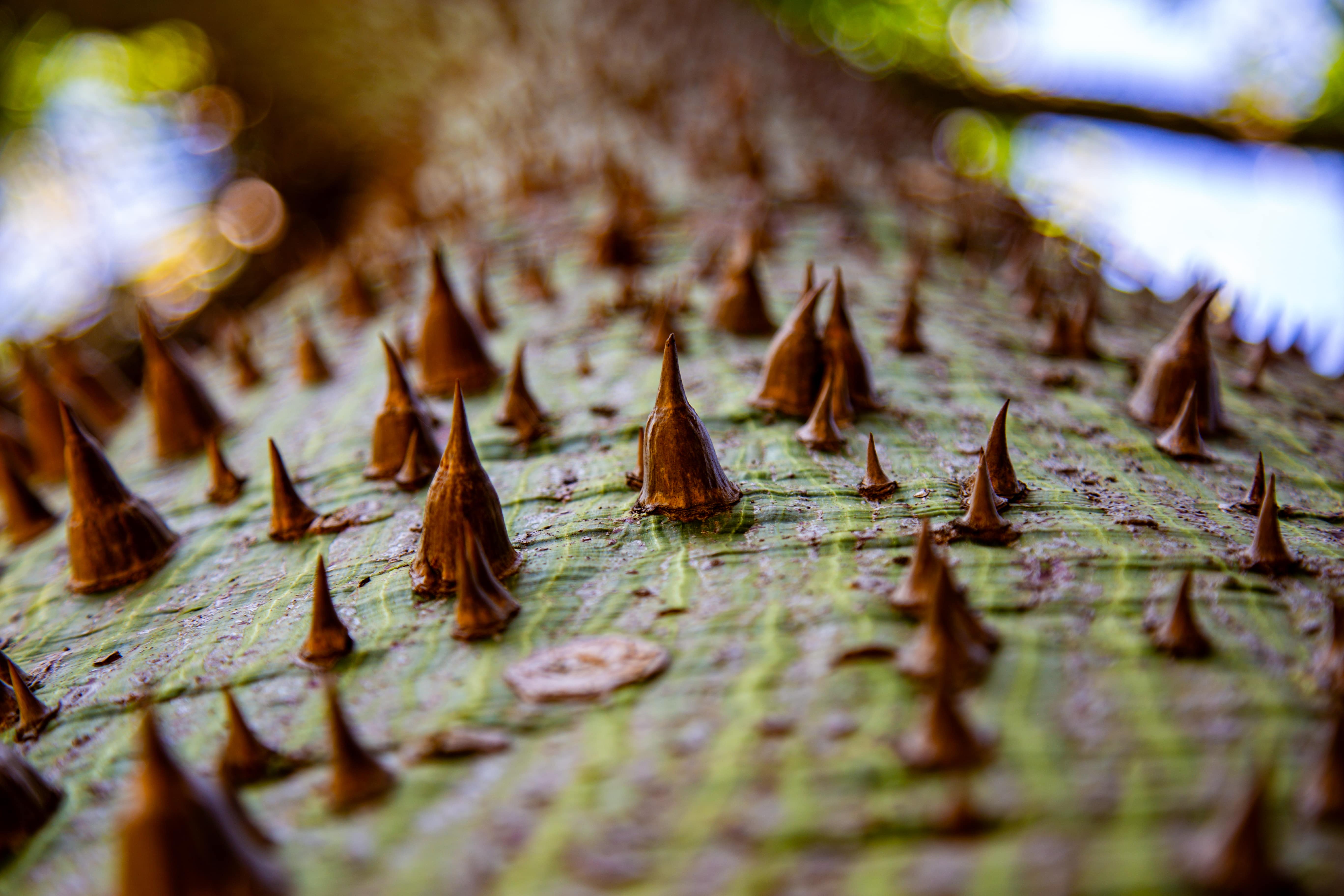 Spiked forms resemble mountain peaks, highlighting the raw beauty and danger of nature’s defenses in striking detail. Tel Aviv, Israel