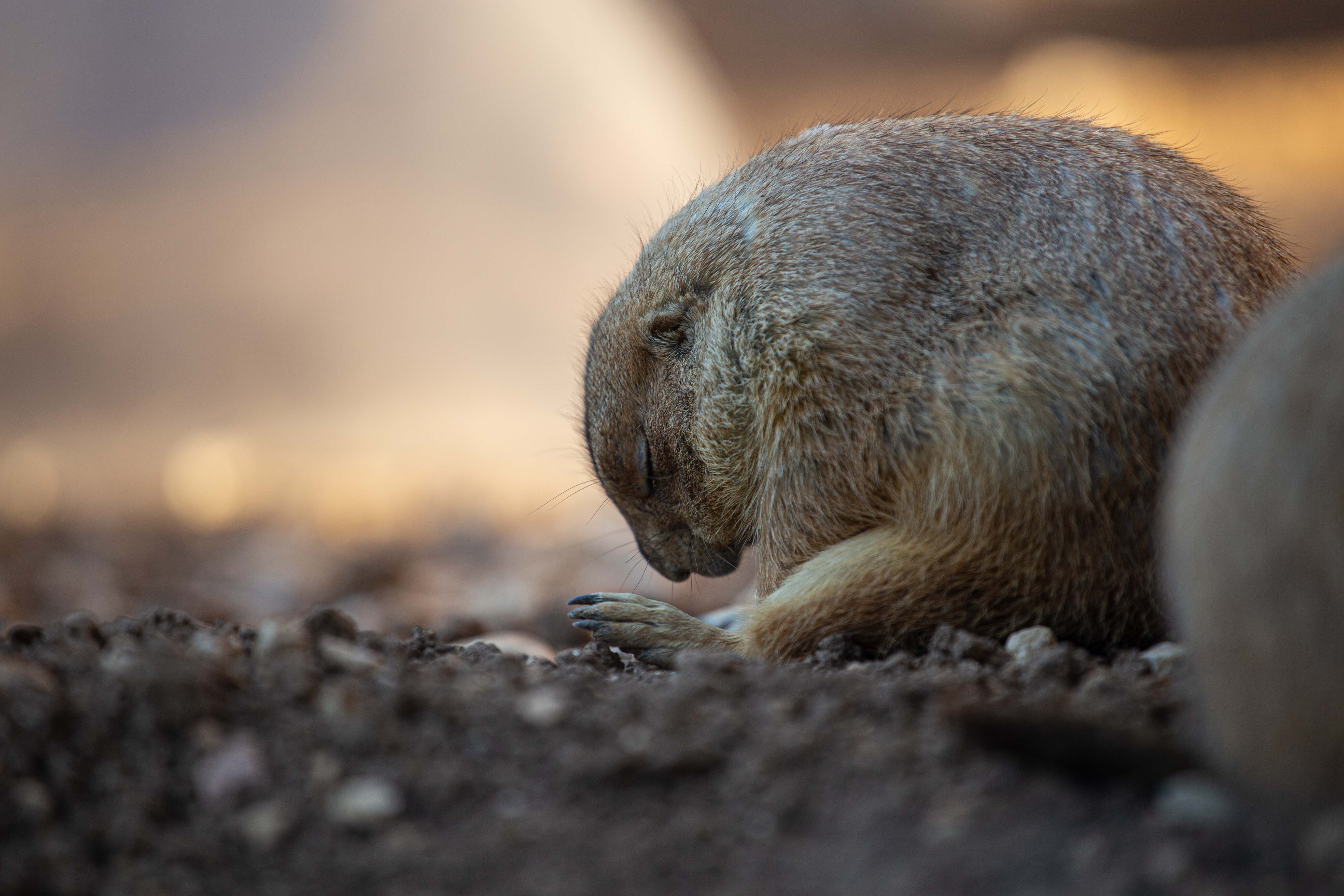 A prairie dog, with its head bowed and eyes closed, appears deep in peaceful thought while sitting on the ground. Jerusalem Biblical Zoo, Israel