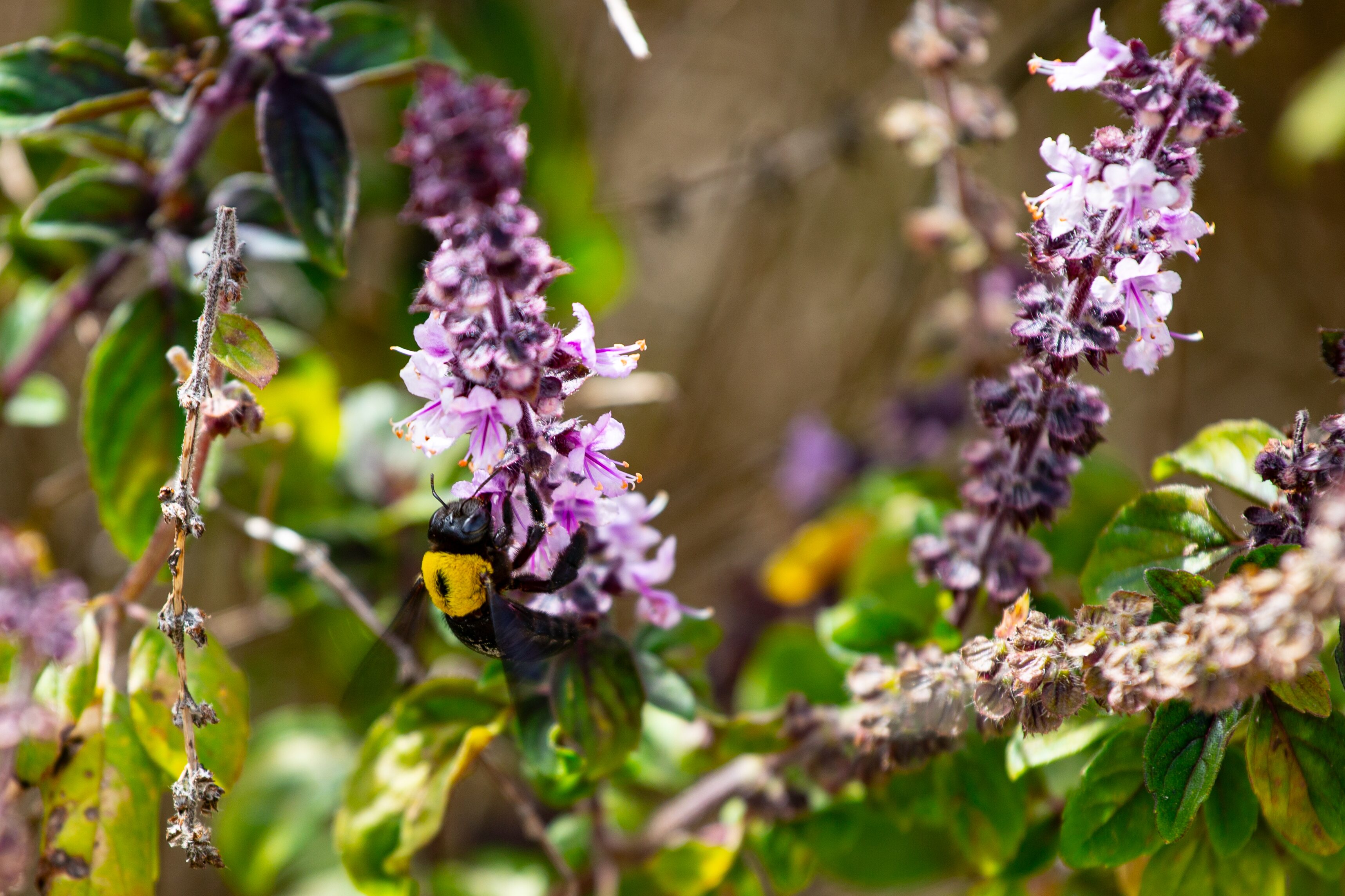   A carpenter bee collecting nectar from a purple flower. The green background highlights the vibrant insect. Tel Aviv Park Leumi ,Israel