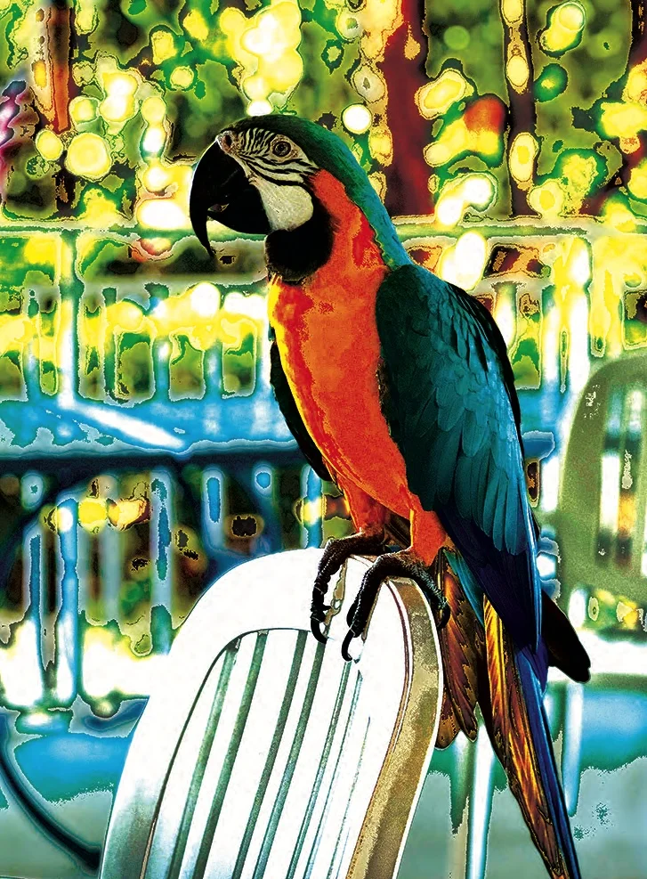Polly want a cracker