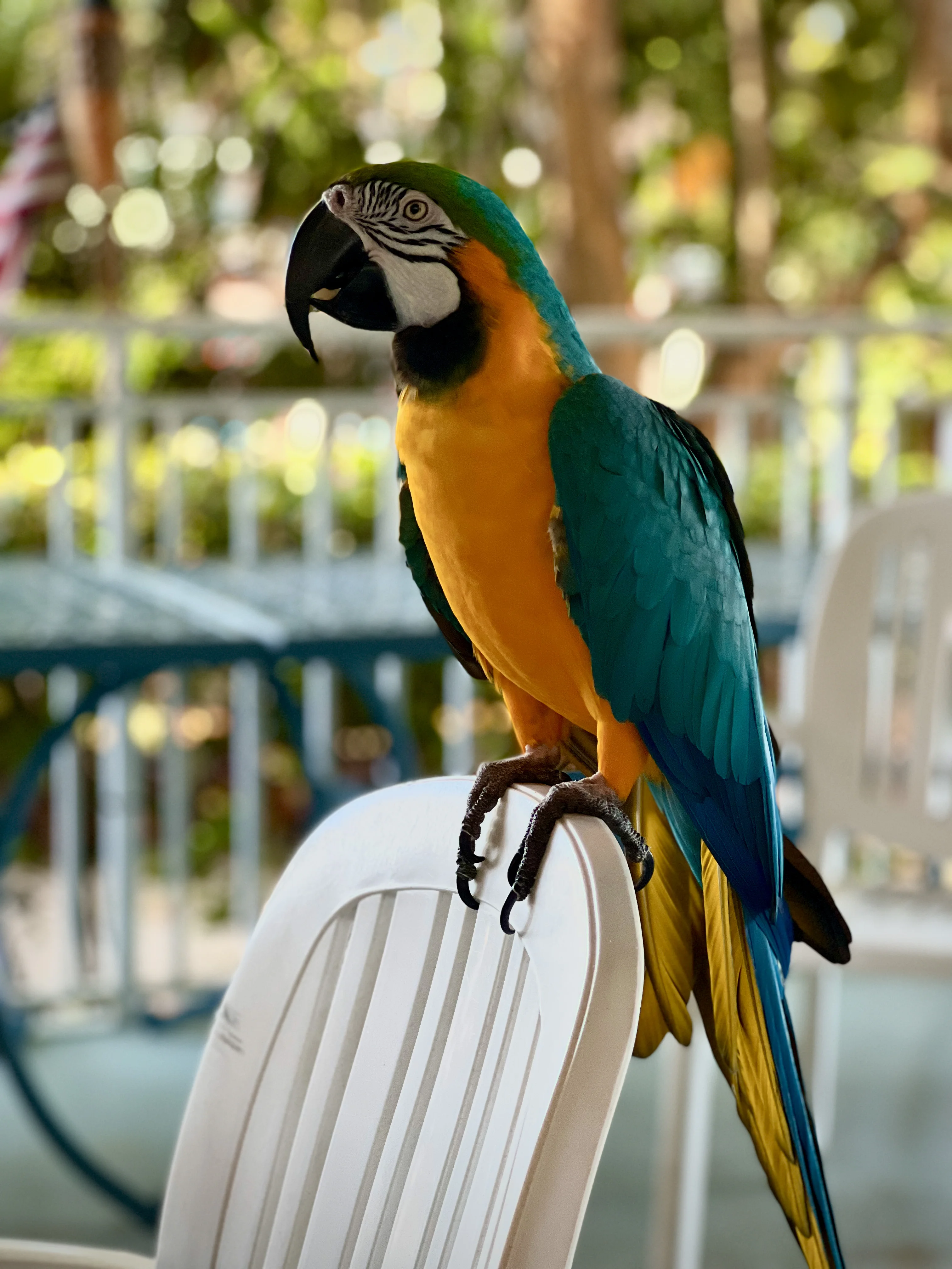 Polly want a cracker original